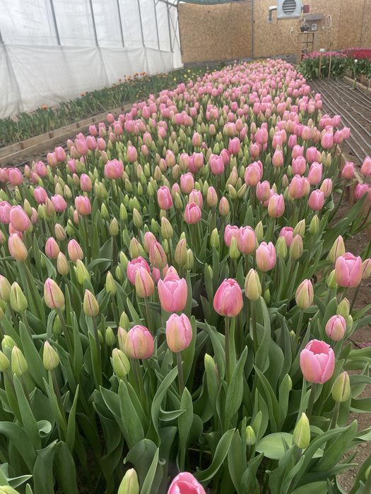 Бомбические Тюльпаны , оптом с теплицы