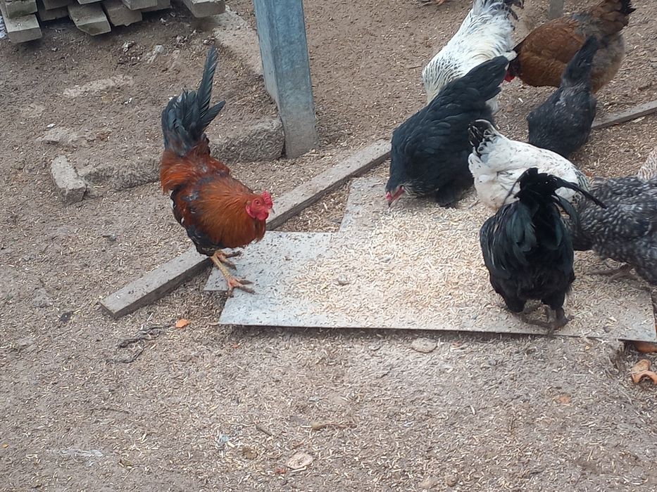 Петух молодой продается