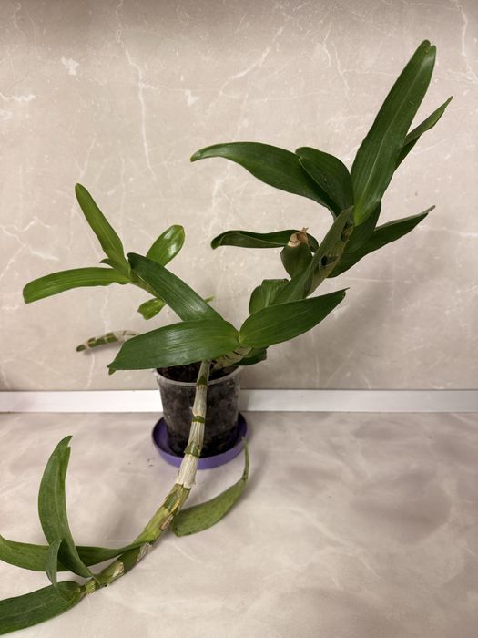 Орхидея Дендробиум/Dendribium и Фаленопсис/Phalaenopsis