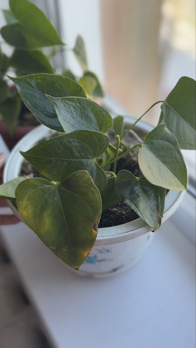 Филадендрон сердцевидный