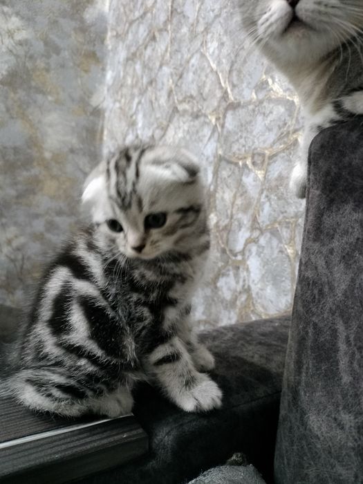 Котенок  Скоттиш фолд