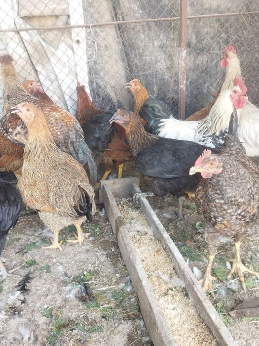 Продам куры домашние