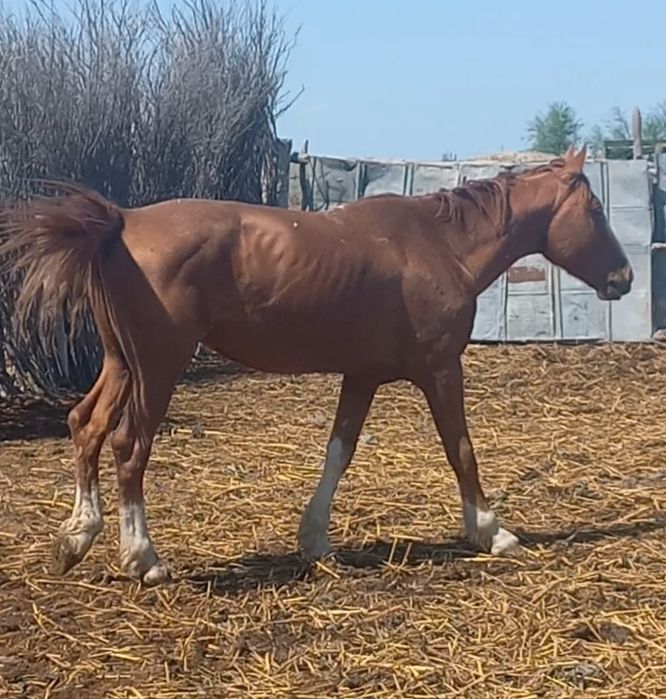 Үйірме Айғыр сатылады