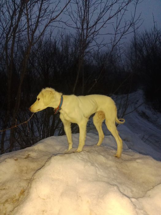 5 айлык тазы кушик сатылады.