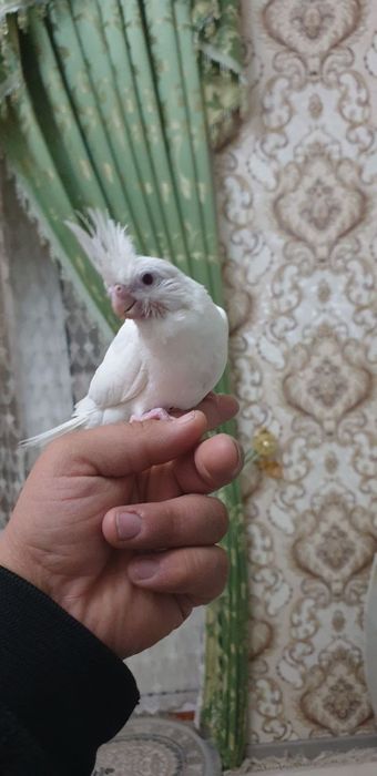 To'ti qushlar "Karella" sotiladi