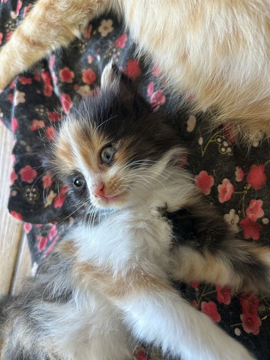 3 маленьких котенка