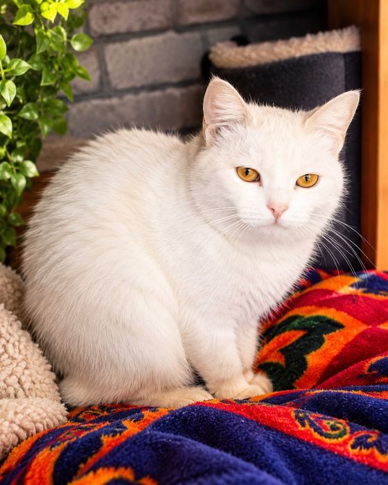 Ищем дом для кошечки