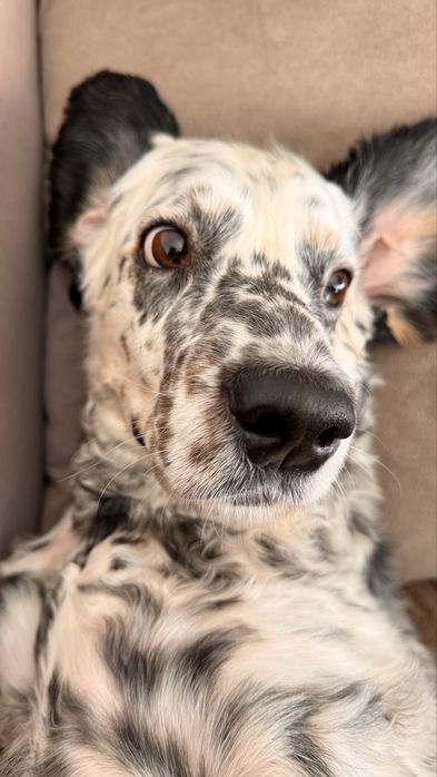 Собака бесплатно.