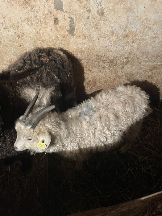 Коза и козленок Ешкы мен Лак