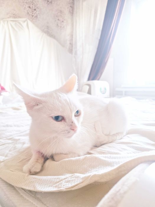 Кошечка ищет дом