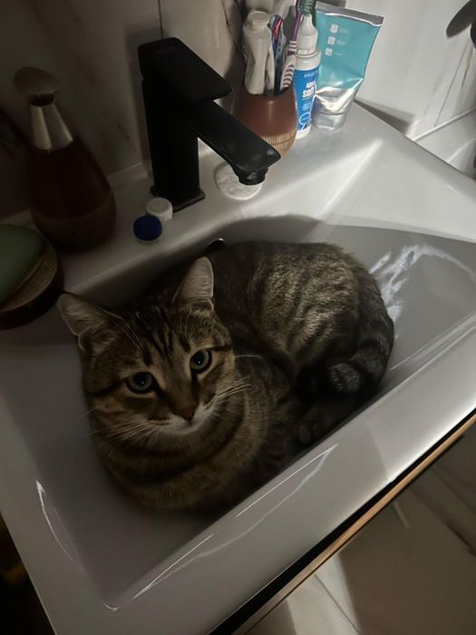 Пропал мой кот, кто видел