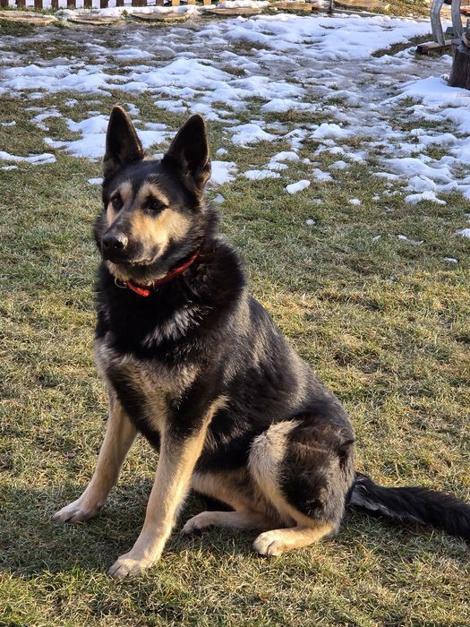 Продам ВЕО девочка