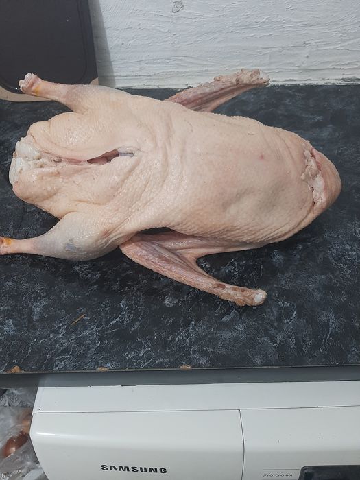 Продам гусей качирских