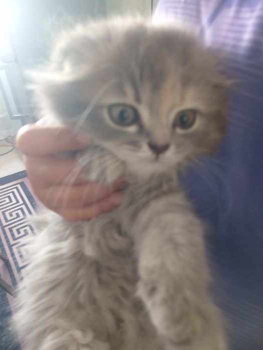 Шотландский кошка