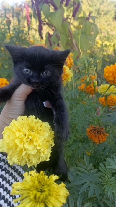Кошечки,девочки.