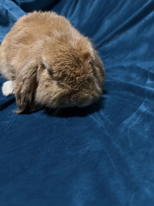 Шеркалла баран қуён сотилади