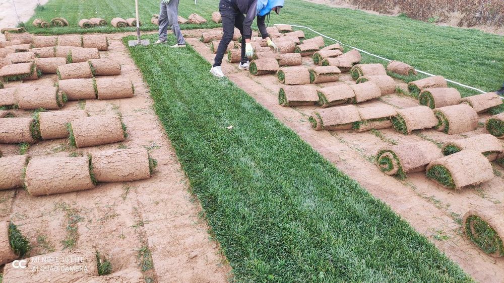 Газон екиш хизмати