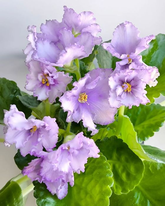 Сортовые комнатные фиалки