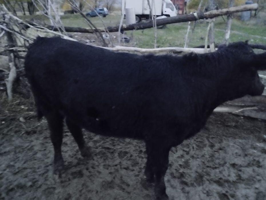 Құнажындар сатылады