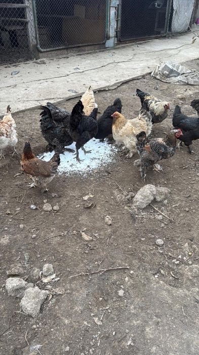 Продается Куры домашние!