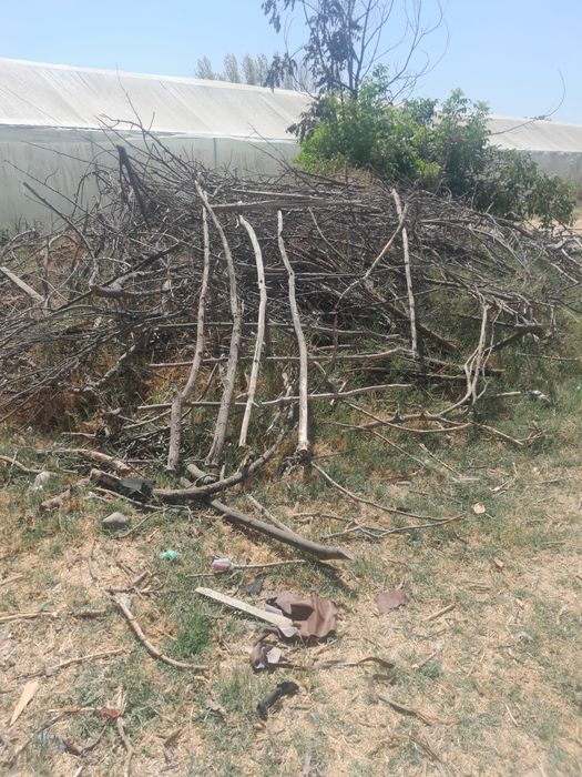 Тандир утин бор .