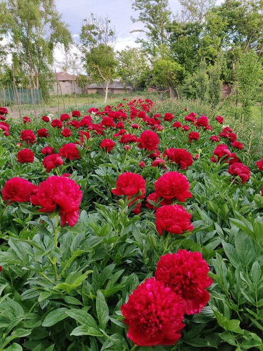 Bujori flori tăiate