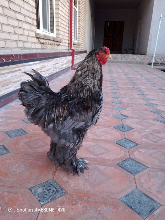 Брама хуроз сотилади