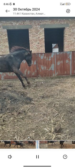 Конь 4 года ноги все целые