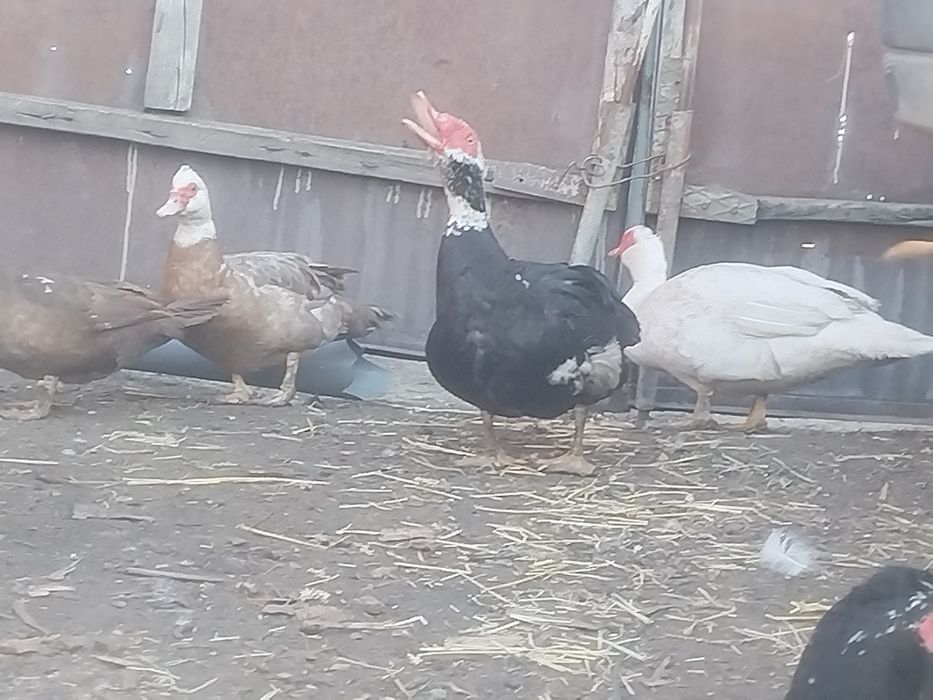 Продам индоуток на племя