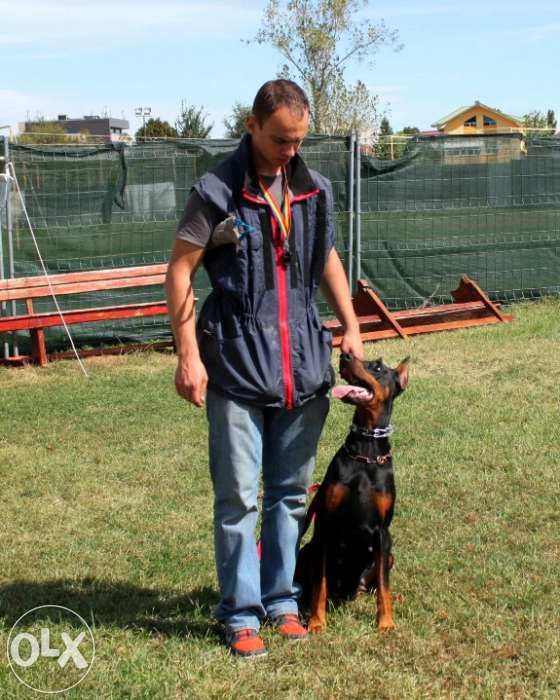 Dresaj Bucuresti (instructor atestat)