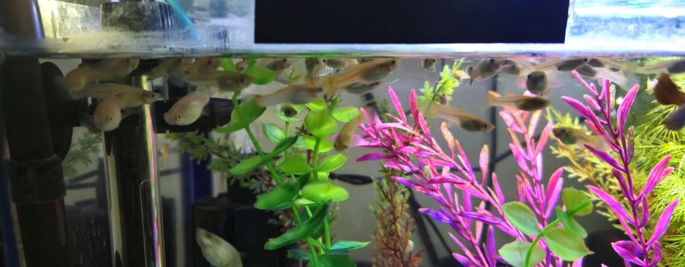 Pești Guppy(donez)