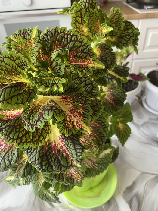 Декоративные комнатные растения