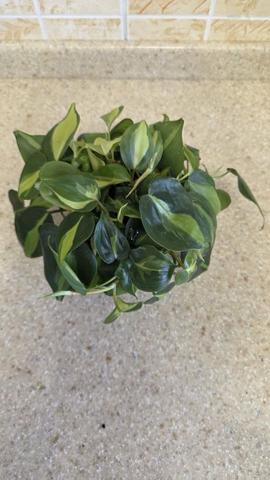 Продам комнатные растения.