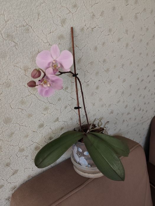 Орхидея фанелопсис цветущая