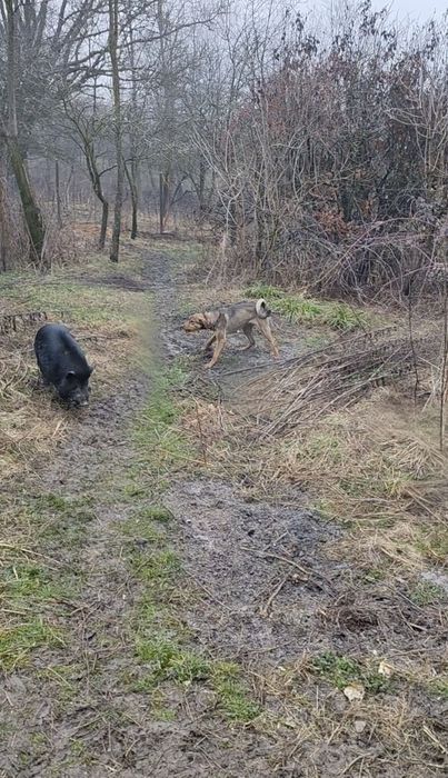 Copoi &Laika siberian femelă