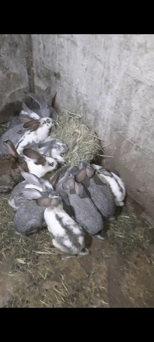 Продам кроликов крупной породы