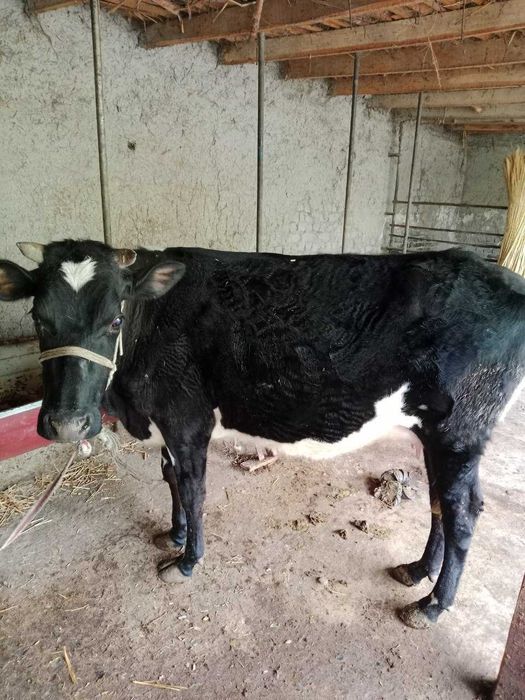 Sog'in sigir 10 litorgacha sut beradi