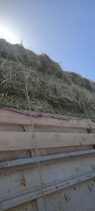 Продается Жонышка люцерна
