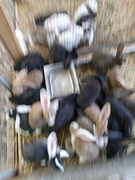 Продам крольчат порода домашние