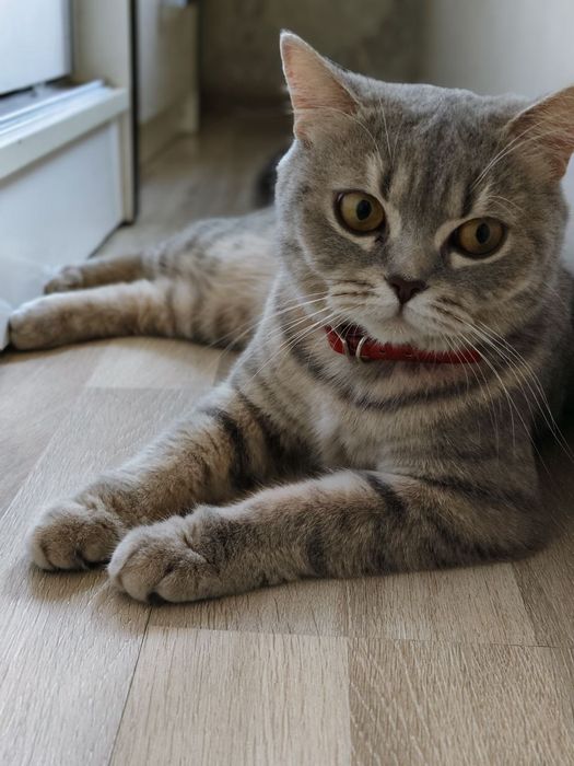 Продаётся с чистокровные британский скотч Страйк