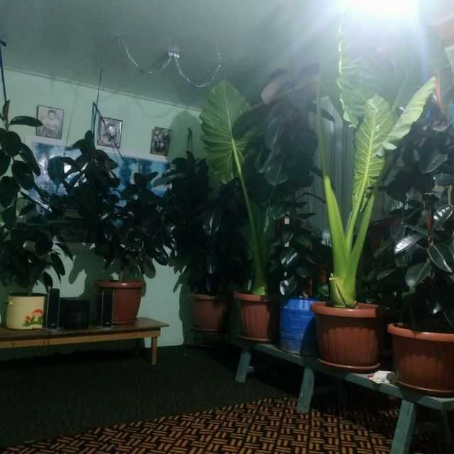 Гул сотаман катта баргли кала ва фикусник буйи 2 метрдан зиед