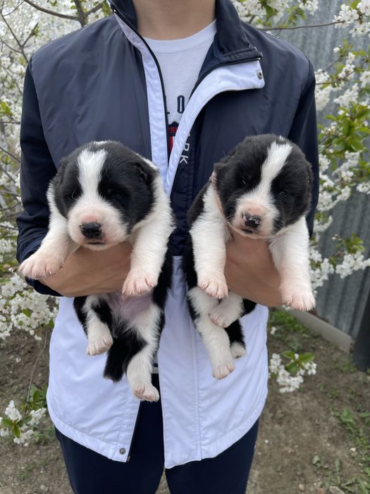 Продаются щенки алабая, сао