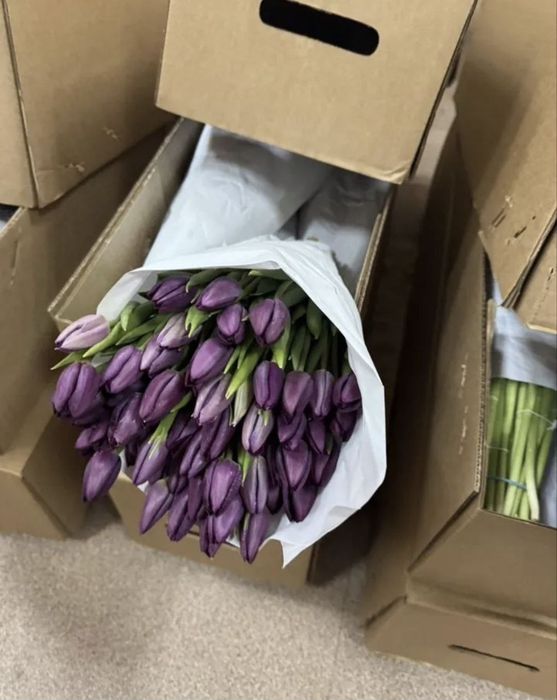 Тюльпаны оптом свежая вырезка