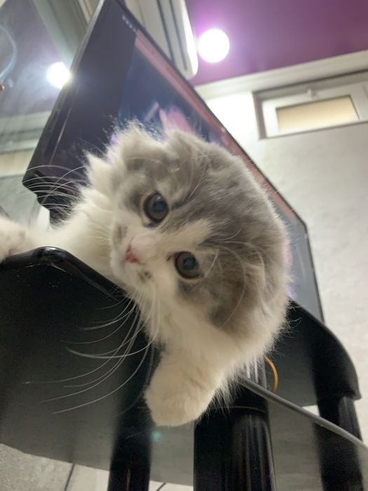 Вислоухая пушистая девочка скотиш фолд