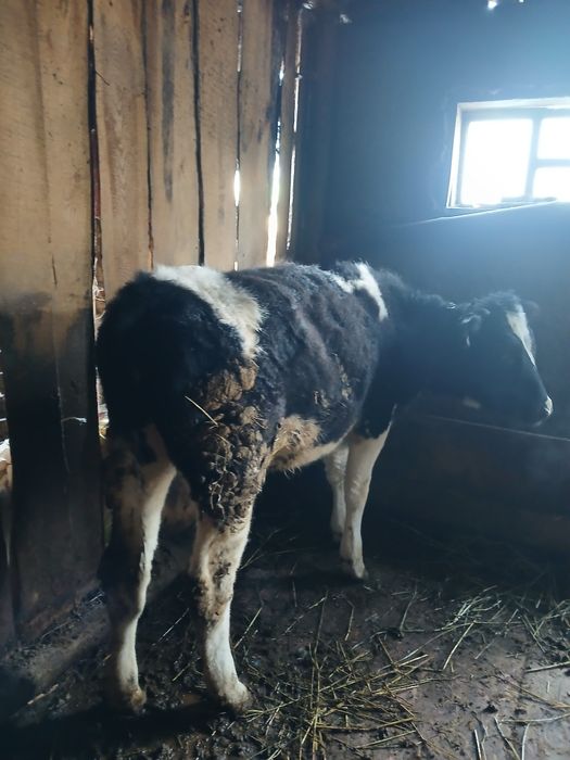 Тайынша сатылады тайынша