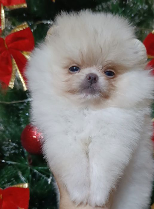 Щенки шпица девочки и мальчики