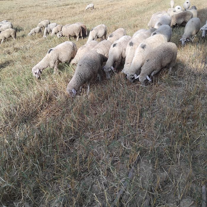 Продавам Агнета