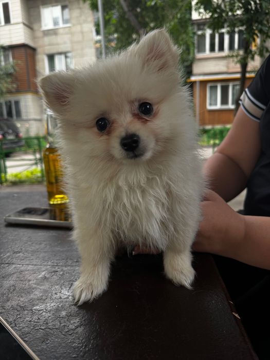 Продаются щенки шпица