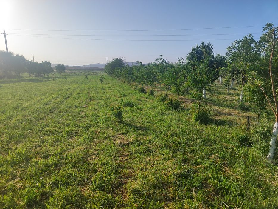 Tomorqa sotiladi yaxshi zor narxda