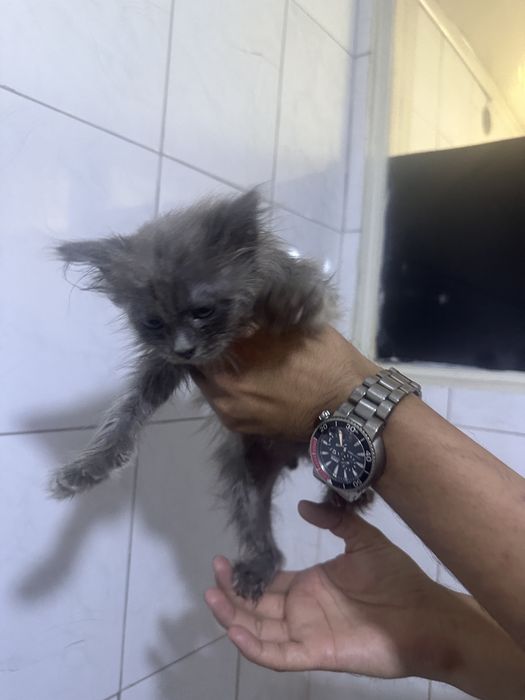 Котенок 2 месяца серенький